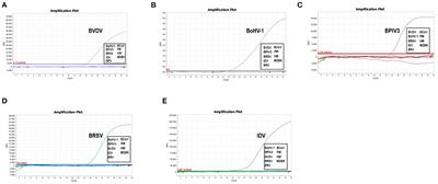 Development of a One-Step Multiplex Real-Time PCR Assay for the Detection of Viral Pathogens Associated With the Bovine Respiratory Disease Complex